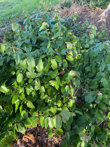 Apocissus antarctica (Kangaroo Vine)