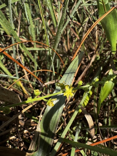 Agrimonia (agrimonies) (alternate view 4)