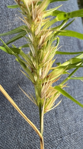Dactylis glomerata (orchard grass) (alternate view 5)