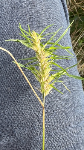 Dactylis glomerata (orchard grass) (alternate view 6)