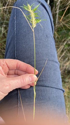 Dactylis glomerata (orchard grass) (alternate view 7)