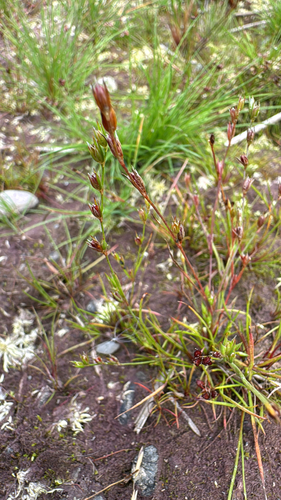 Juncus bufonius (Toad rush)