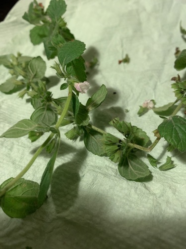 Melissa officinalis (Lemon Balm) (alternate view 2)
