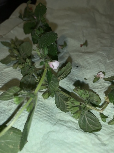 Melissa officinalis (Lemon Balm) (alternate view 3)
