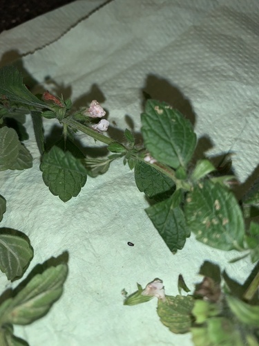 Melissa officinalis (Lemon Balm) (alternate view 4)
