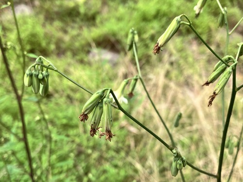 Nabalus trifoliolatus (three-leaved rattlesnake root) (alternate view 4)