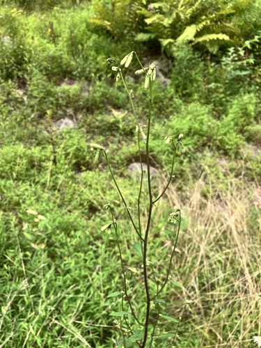 Nabalus trifoliolatus (three-leaved rattlesnake root) (alternate view 5)