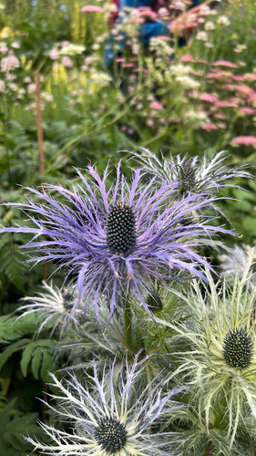 Eryngium alpinum (Alpine Sea Holly) (alternate view 3)