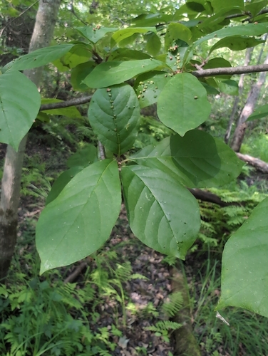 Nyssa sylvatica (sour gum, tupelo)