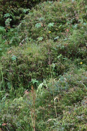 Milium effusum (Wood Millet)