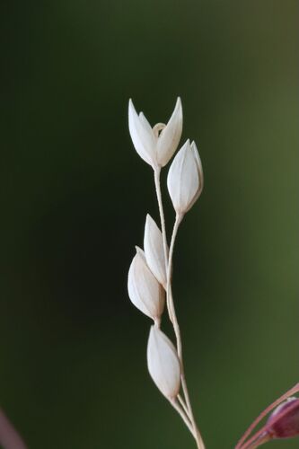 Milium effusum (Wood Millet)
