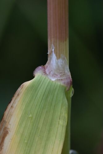 Milium effusum (Wood Millet)
