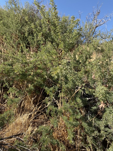 Senegalia greggii (Catclaw Acacia) (alternate view 2)