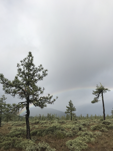 Pinus jeffreyi (Jeffrey Pine) (alternate view 2)
