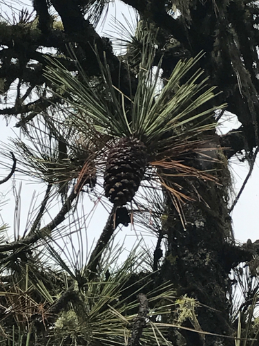 Pinus jeffreyi (Jeffrey Pine) (alternate view 3)