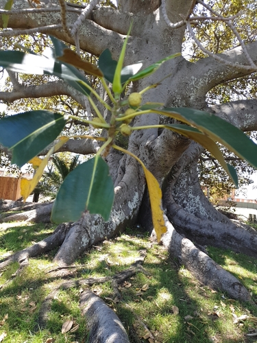 Ficus macrophylla (Moreton Bay fig)