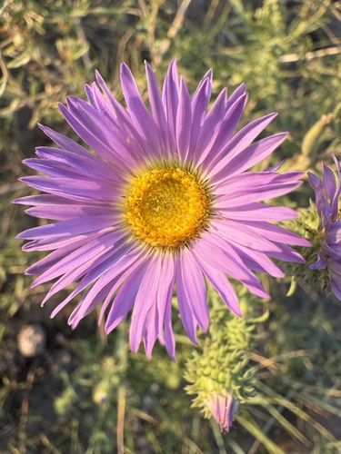 Dieteria canescens (Hoary Tansyaster) (alternate view 2)