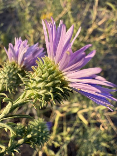 Dieteria canescens (Hoary Tansyaster) (alternate view 3)