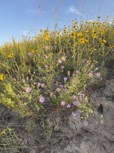 Dieteria canescens (Hoary Tansyaster) (alternate view 4)