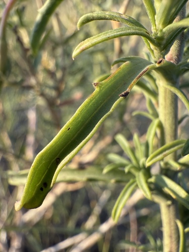 Dieteria canescens (Hoary Tansyaster) (alternate view 5)