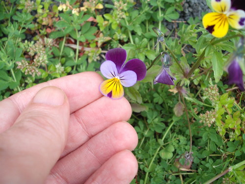 Viola × williamsii (Horned pansy) (alternate view 6)
