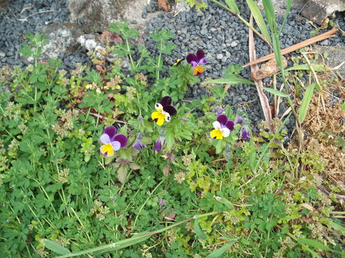 Viola × williamsii (Horned pansy) (alternate view 7)