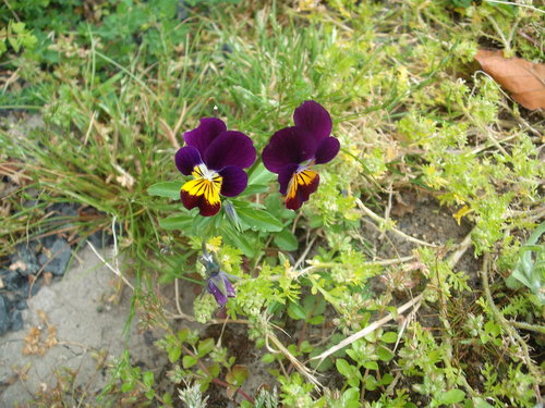 Viola × williamsii (Horned pansy) (alternate view 8)