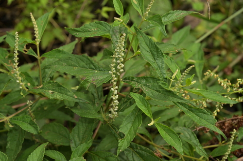 Elsholtzia stauntonii (alternate view 3)