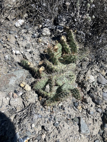 Opuntia × columbiana (Columbia Pricklypear) (alternate view 5)