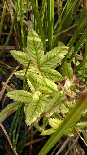 Comarum palustre (marsh cinquefoil) (alternate view 2)