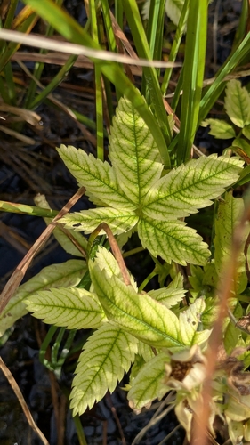 Comarum palustre (marsh cinquefoil) (alternate view 3)