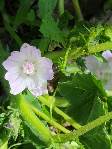 Malva neglecta (dwarf mallow, cheese plant)
