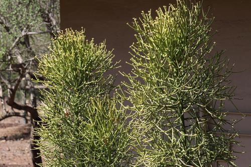 Euphorbia tirucalli (Fire Stick) (alternate view 14)