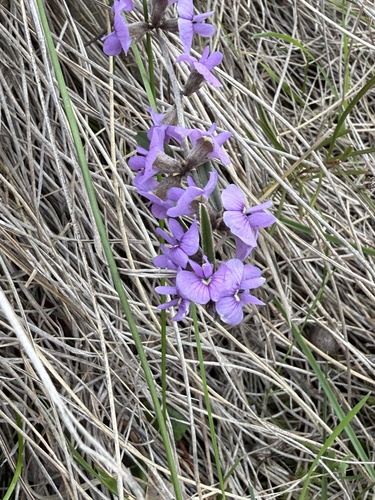 Hovea heterophylla (common hovea) (alternate view 10)