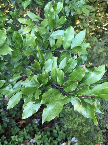 Prunus caroliniana (Carolina laurelcherry) (alternate view 7)