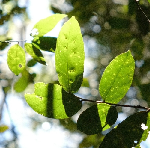 Ficus coronata (creek sandpaper fig) (alternate view 8)