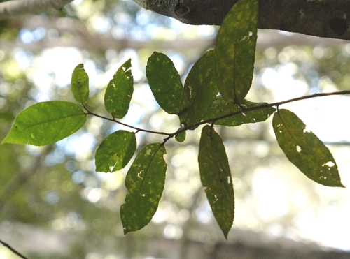 Ficus coronata (creek sandpaper fig) (alternate view 9)