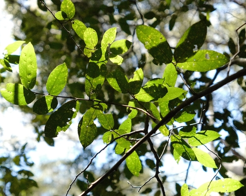 Ficus coronata (creek sandpaper fig) (alternate view 10)