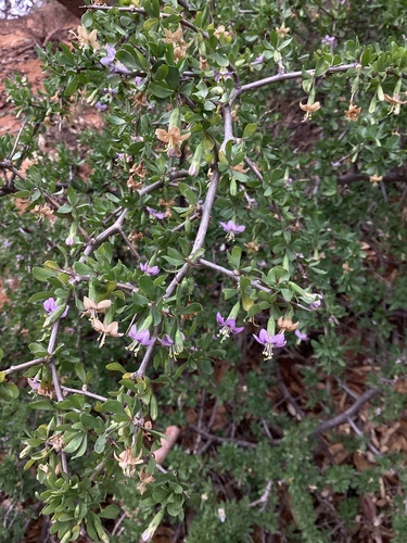 Lycium barbarum (Goji Berry)