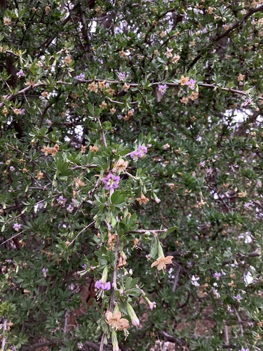 Lycium barbarum (Goji Berry)