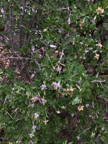 Lycium barbarum (Goji Berry)