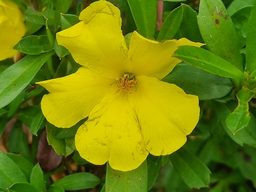 Hibbertia cuneiformis (Cutleaf Hibbertia) (alternate view 4)