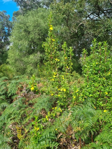 Hibbertia cuneiformis (Cutleaf Hibbertia) (alternate view 5)