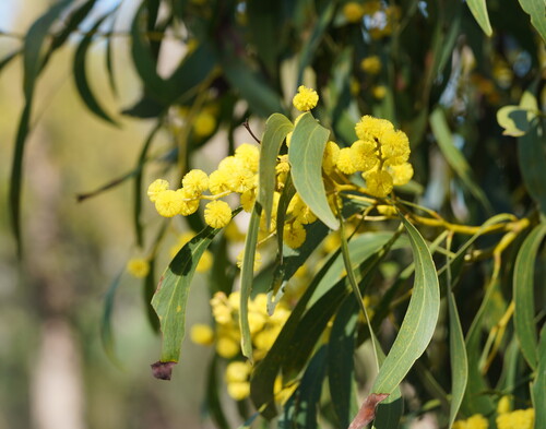 Acacia pycnantha (Golden Wattle) (alternate view 7)