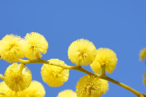 Acacia pycnantha (Golden Wattle) (alternate view 6)