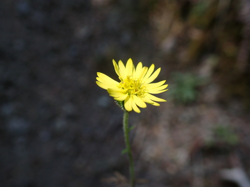 Anisocarpus madioides (woodland madia) (alternate view 6)