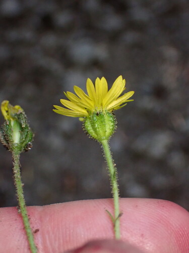 Anisocarpus madioides (woodland madia) (alternate view 5)