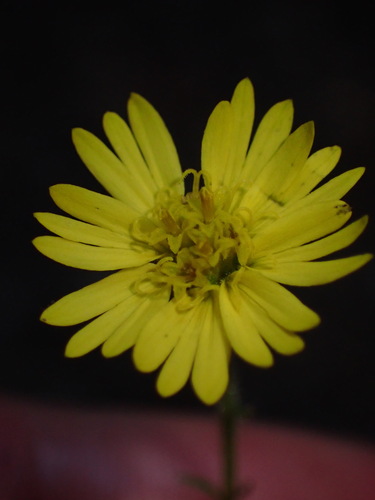 Anisocarpus madioides (woodland madia) (alternate view 4)