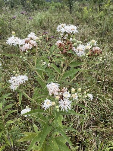 Vernonia missurica (Missouri Ironweed) (alternate view 6)