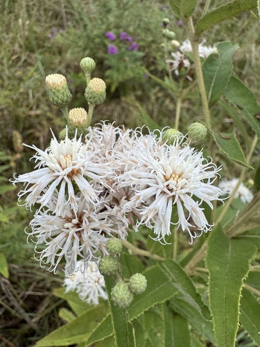 Vernonia missurica (Missouri Ironweed) (alternate view 7)